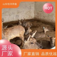 山东牧洋养殖有限公司