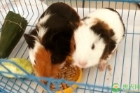 荷兰猪价格多少钱一只？宠物荷兰猪的饲养方法