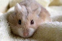 请问这是什么品种的宠物鼠？