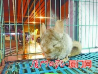鼠年将至 厦门“鼠经济”应运而生