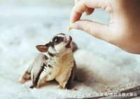 一种会飞的鼠类宠物，除了蜜袋鼯还有它