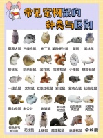 宠物鼠，你了解多少？原来有这么多种类啊，还有这么多的区别，你