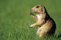 鼠的种类有哪些