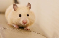 你知道宠物老鼠吗？宠物老鼠都有什么品种呢？