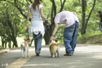 每到傍晚现宠物“遛圈热” 养宠物须警惕8种传染病