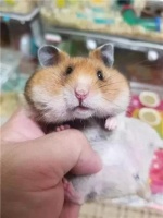 鼠年“鼠”最俏 宣城街头“鼠小弟”成新宠