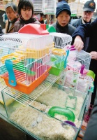 宠物鼠：宜远观不宜近玩