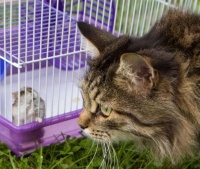 仓鼠的“窝”到底该如何选？首先要弄懂它的喜好，并不是越贵越好