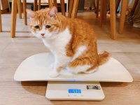 如何判断猫咪健康状况？掌握这些技巧，宠物更健康！