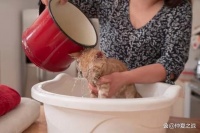 养猫经验分享：让你的猫咪快乐健康成长！