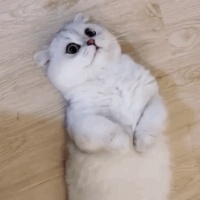 猫咪“防病指南”！守护准则来了，疾病哪里逃？