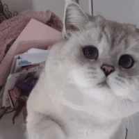 一网打尽！猫咪的10个保健之道