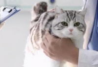 影响猫咪身体健康的几个因素，别生病了才后悔