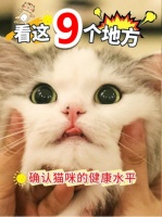 怎么看猫是否健康，猫健康的9个象征