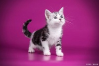 主人必看！一只猫健不健康，揭秘养猫小知识，一目了然！