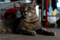 宠物爱不是口头上的，猫咪的健康福祉远比你想象中重要！