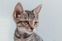 猫咪健康的四个方面，你了解多少？