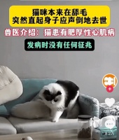 揭秘猫咪健康的隐形杀手！重则一秒丧命，铲屎官必看！
