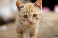 猫咪八大常见病有哪些？日常怎么预防？