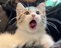 怎么看猫是否健康？猫健康5个特征 优质新鲜的猫咪冻干主食推荐