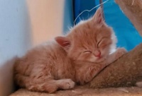 三只小猫历险记，偷跑进小伙家中，吃饱喝足后