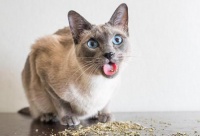 宠物猫咪物语：当猫咪遇到猫薄荷，喵已经成为一只废喵了！