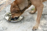 “宠物饮食调味，狗能吃猫薄荷吗？解密你不知道的健康风险！”