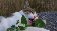 猫薄荷：喵的奇幻草本
