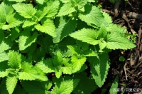 猫薄荷到底是什么东西？对猫咪有没有害处？我们应该如何使用它