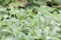 猫系动物都逃不过“猫薄荷”，为何这么神奇？全因它香气迷人？