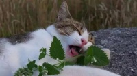 为什么猫咪会痴迷猫薄荷？用猫薄荷水给猫洗澡会怎么样？