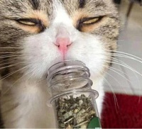 猫薄荷对猫咪有危害吗？