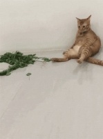 猫为什么会疯狂的迷恋猫薄荷？真相是...