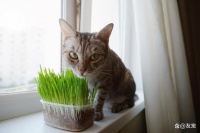 猫薄荷的正确使用方法