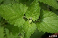 猫薄荷：为何它对猫咪如此有魔力？