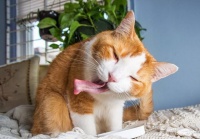 猫薄荷对猫具有神奇致幻作用，有时如醉如痴，猫薄荷正确使用方法