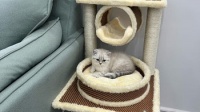 憨憨宠 猫爬架四层大型豪华剑麻猫玩具猫窝猫抓板猫抓柱猫跳台猫架子宠物猫用品猫咪玩具猫树 灰色【报价 价格 评测 怎么样】