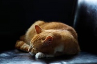 哪个牌子的猫粮比较好？口碑比较好的主食冻干猫粮推荐