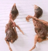 这5种零食，既可以给猫咪解馋，对猫咪的健康也有益处