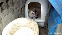 宠物猫嫌弃的旧猫窝，竟被流浪猫当成宝贝，待在里面不愿离开