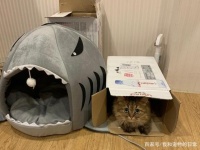 花490元买了一个猫窝，但却比不过一个破纸箱！