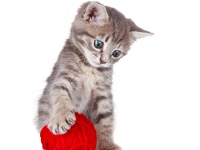 猫咪不用猫抓板怎么办