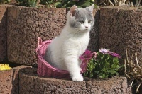 猫咪是什么颜色的好？