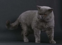 宠物猫的品种都有哪些