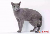 世界三大蓝猫，一个比一个呆萌可爱