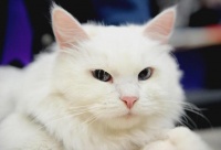 盘点 28 个萌翻众人的可爱猫咪品种