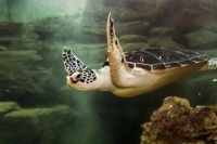 薮猫、豹猫、绿鬣蜥……这些“动物园在逃宠物”，再可爱也别养！