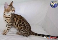 世界上最漂亮的猫，身材匀称长相英俊堪称猫中吴彦祖