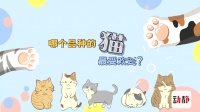 动静有数丨原来大家最喜欢这种猫