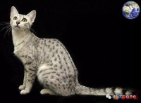 一身豹纹的埃及猫，我觉得你们可以叫我豹子迷你